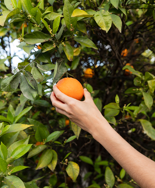 fruit juice vending machine